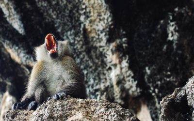 Le jour où j’ai mordu mon fils…